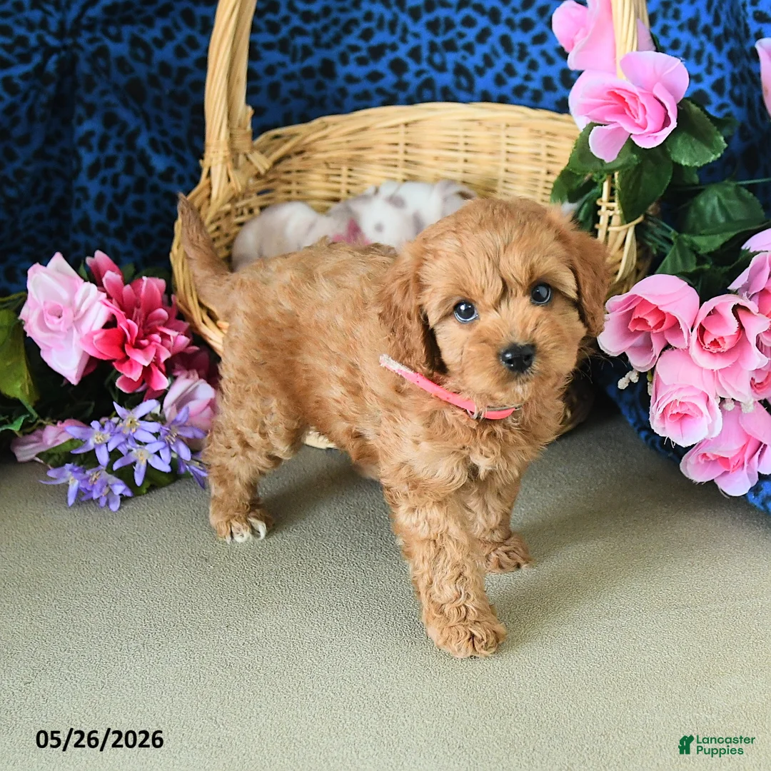 Cavapoo dogs for sale: Carol  - Ad 5