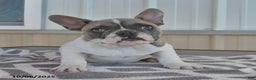 French Bulldog dogs for sale: Timber - Ad 6
