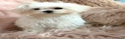 Maltese dogs for sale: Maltese 1 - Ad 3