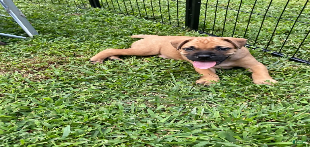 Gallery Image {{count}}