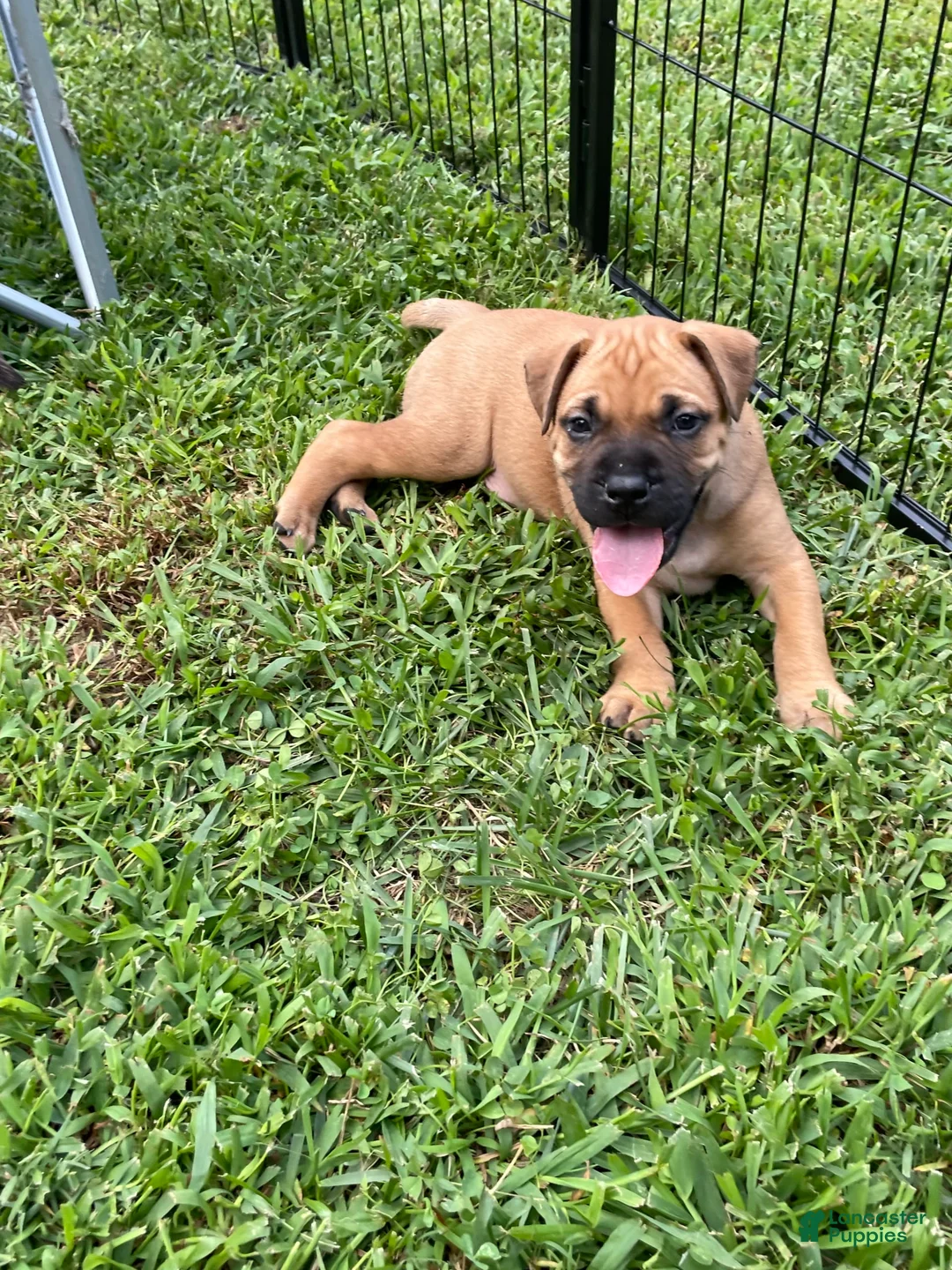 Gallery Image {{count}}