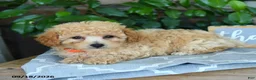 Maltipoo dogs for sale: Selah - Ad 2