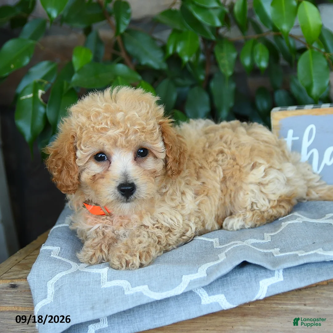 Maltipoo dogs for sale: Selah - Ad 2