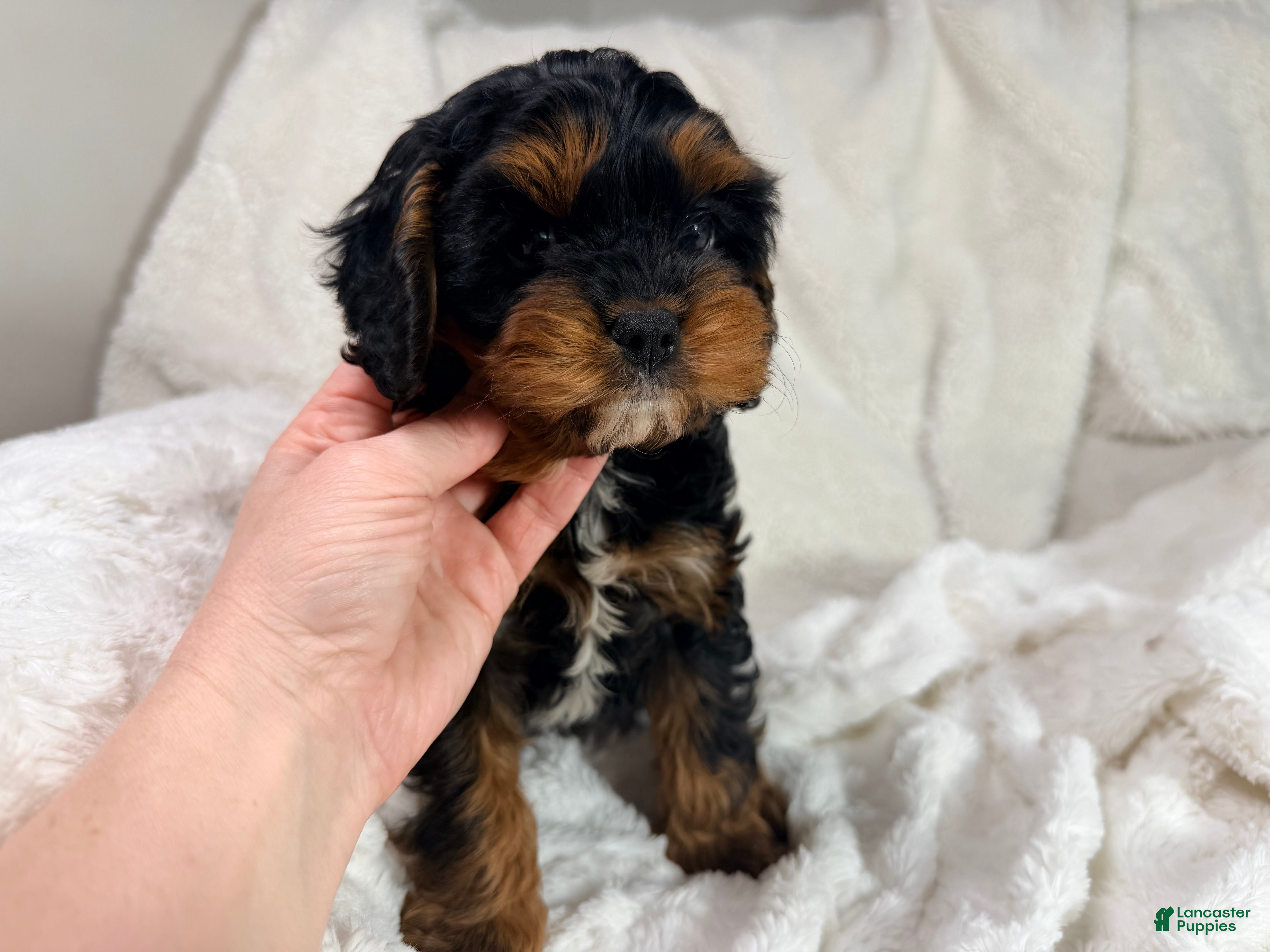 Cavapoo dogs Reese 💙 - Ad 2