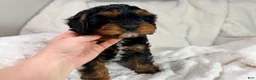 Cavapoo dogs for sale: Reese 💙 - Ad 2