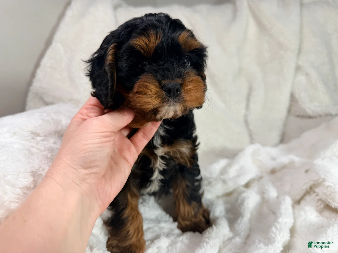 Cavapoo dogs for sale: Reese 💙 - Ad 2