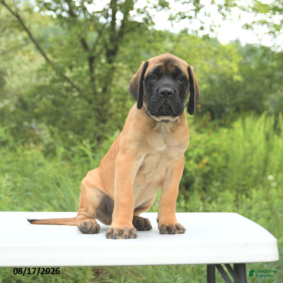 English Mastiff dogs Mack  - Ad 1