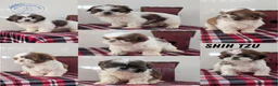 Shih Tzu dogs for sale: Cooper - Ad 8