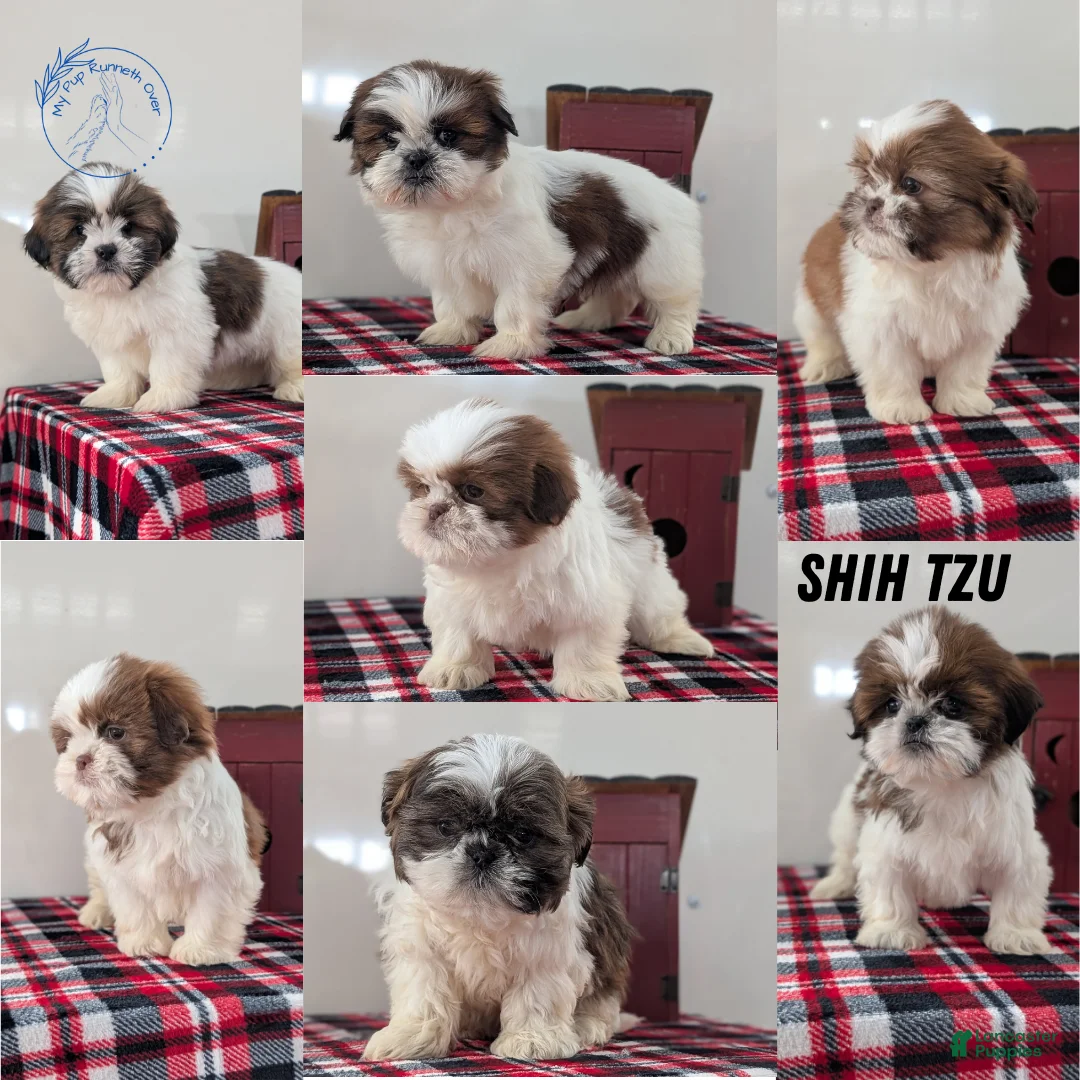 Shih Tzu dogs for sale: Cooper - Ad 8