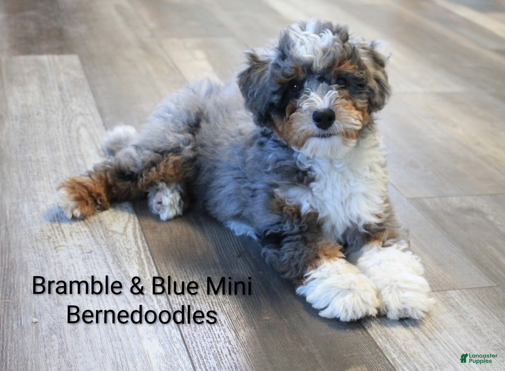 Mixed Breed dogs 🧬 STUD PROSPECT! EE ky/ky at/at DD FF 🧪 100% Embark Tested - Ad 38