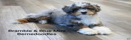 Mixed Breed dogs for sale: 🧬 STUD PROSPECT! EE ky/ky at/at DD FF 🧪 100% Embark Tested - Ad 1