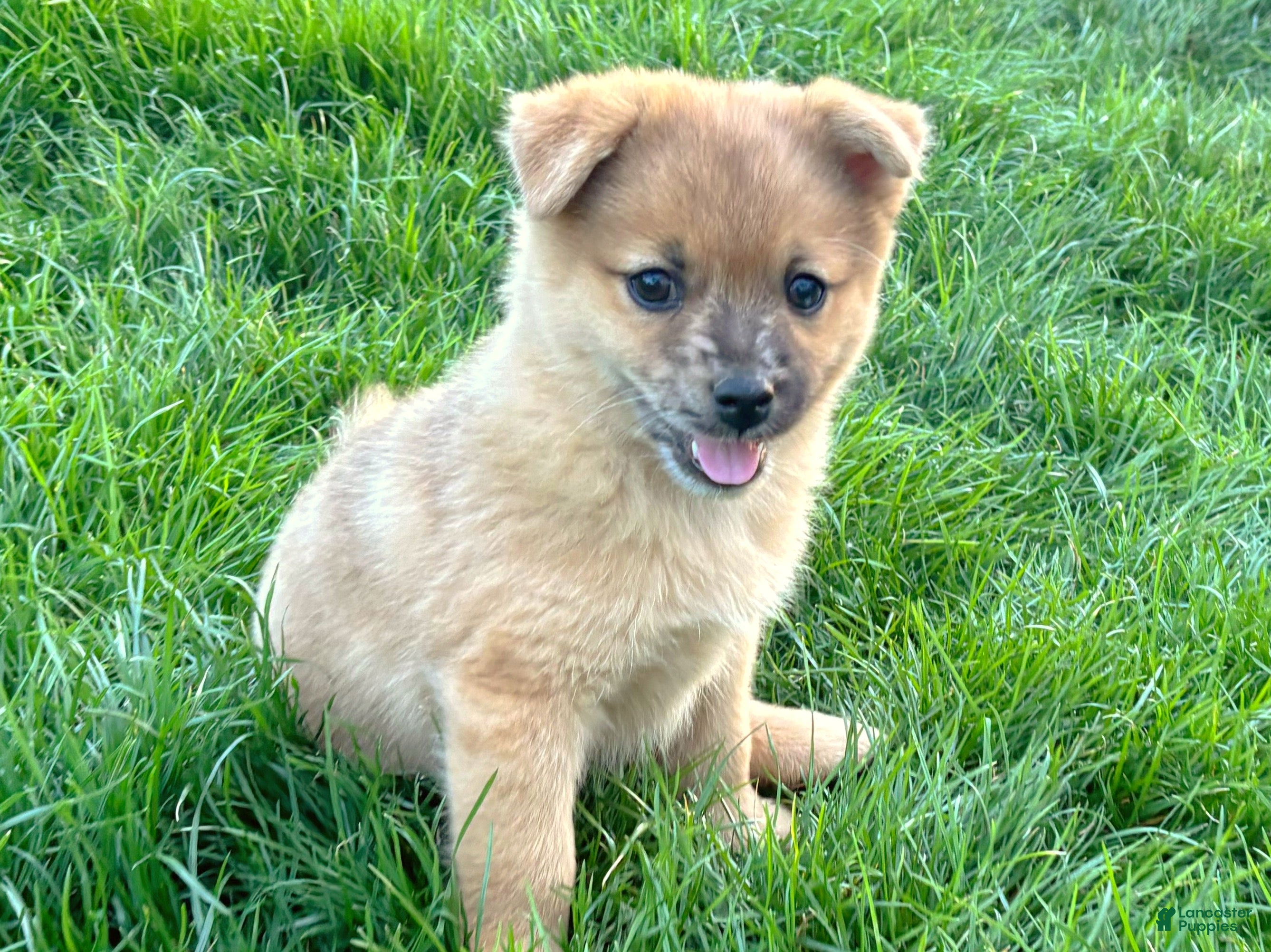 Mixed Breed dogs Luigi - Ad 1