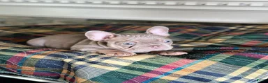 French Bulldog 2