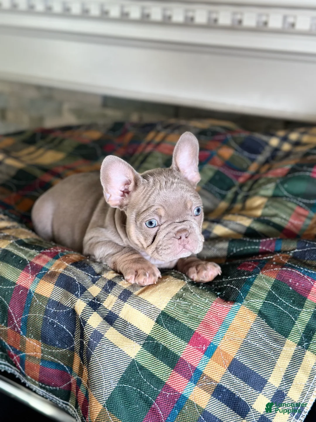 French Bulldog dogs for sale: French Bulldog 2 - Ad 1