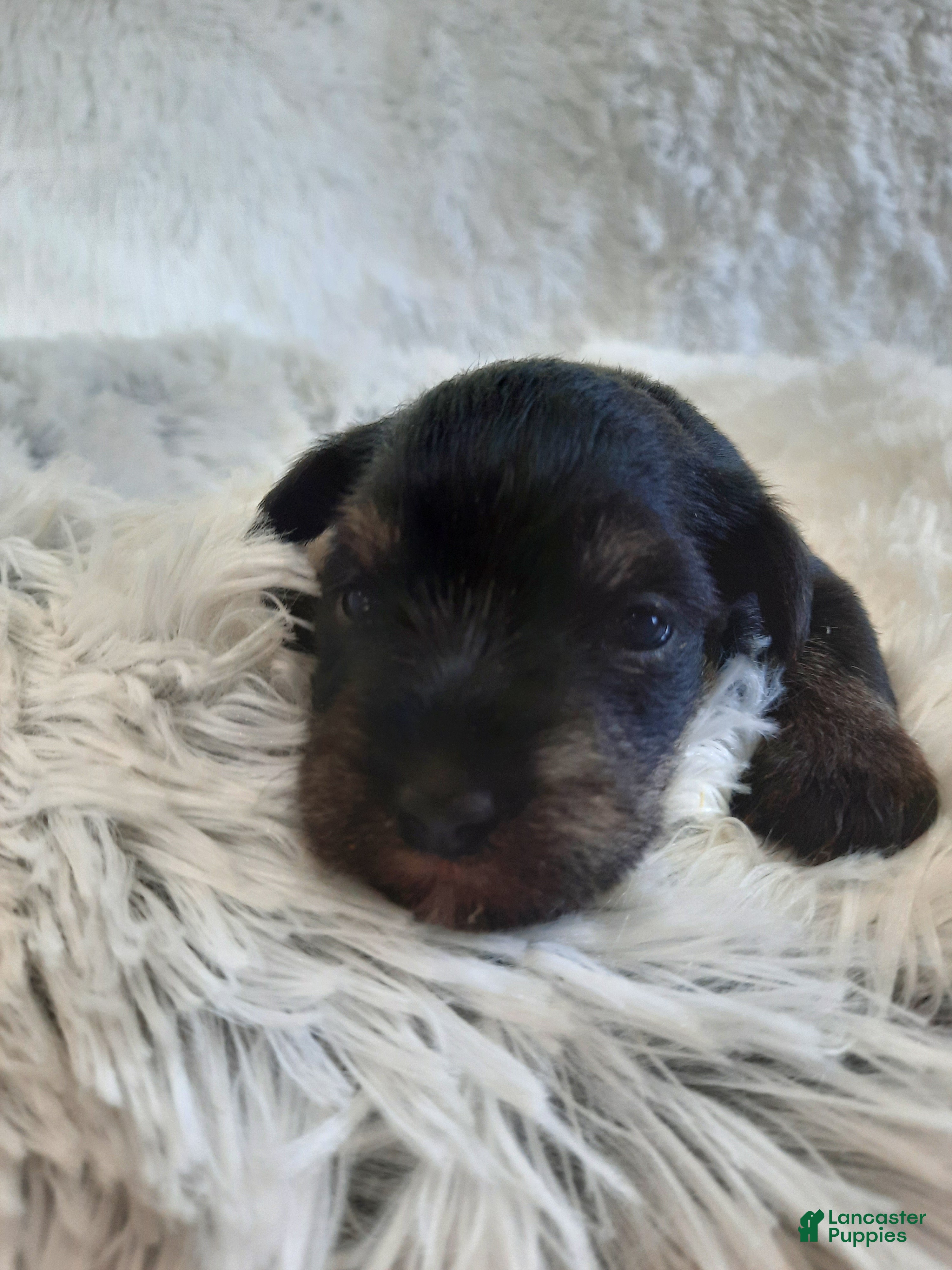 Miniature Schnauzer dogs AKC Bailey - Ad 1