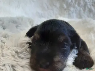 Miniature Schnauzer dogs for sale: AKC Bailey - Ad 1