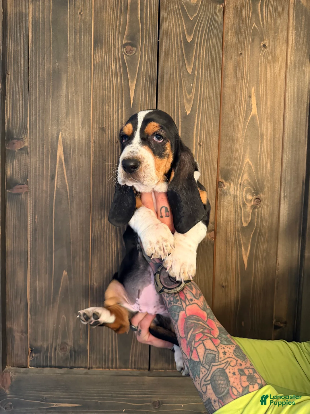 Basset Hound dogs for sale: Patsy - Ad 1