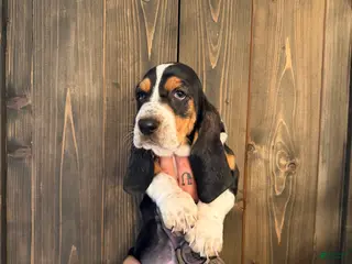Basset Hound dogs Patsy - Ad 13