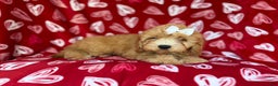 Mini Goldendoodle dogs for sale: Ruby - Ad 2