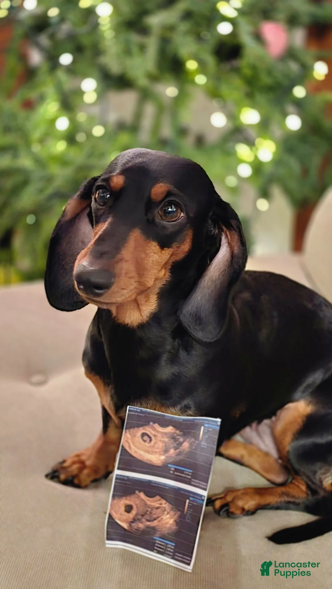 Mixed Breed dogs for sale: Mixed Breed + dachshund 1  - Ad 2