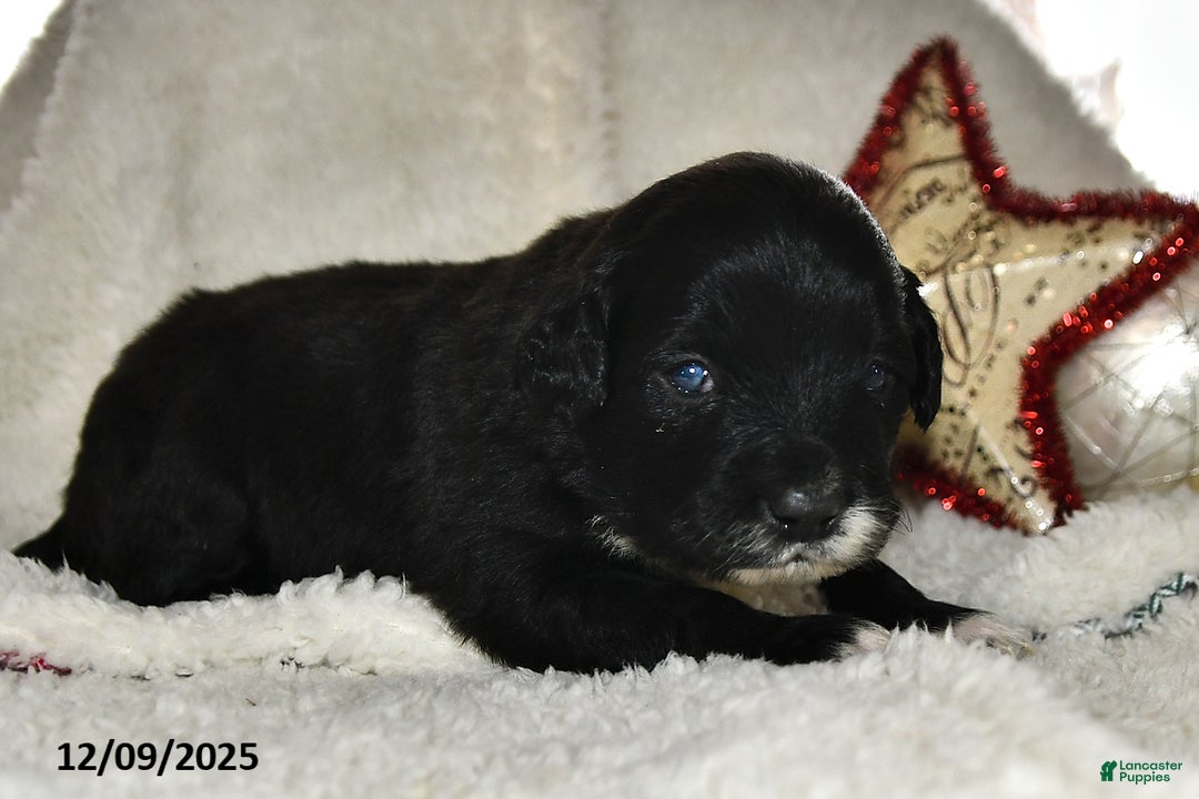 Portuguese Water Dog dogs for sale: Dimples - Ad 3