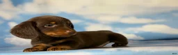 Miniature Dachshund dogs for sale: ACA Everest LH male PRA clear OFA Chic Parents - Ad 6