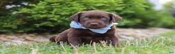 Labrador Retriever dogs for sale: Scout - Ad 8