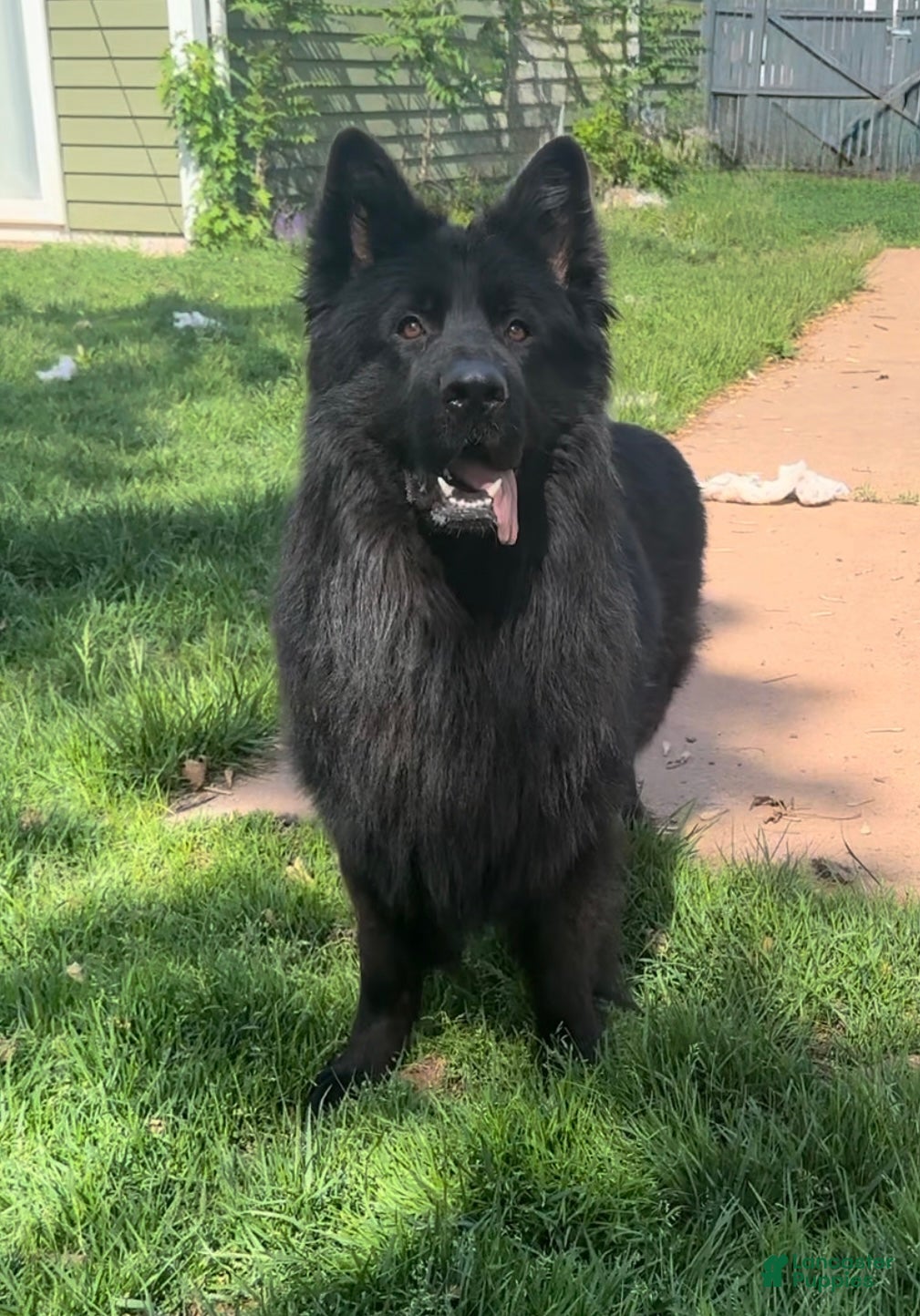 German Shepherd dogs Proven Stud: Dunhil Kingdom of Dark - Ad 1