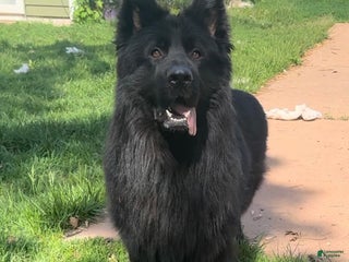 German Shepherd dogs Proven Stud: Dunhil Kingdom of Dark - Ad 1