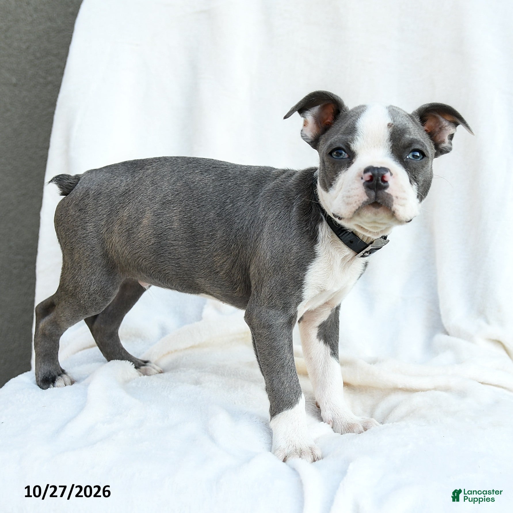 Boston Terrier dogs for sale: Naveen - Ad 2