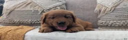 Golden Retriever dogs for sale: Hudson  - Ad 10