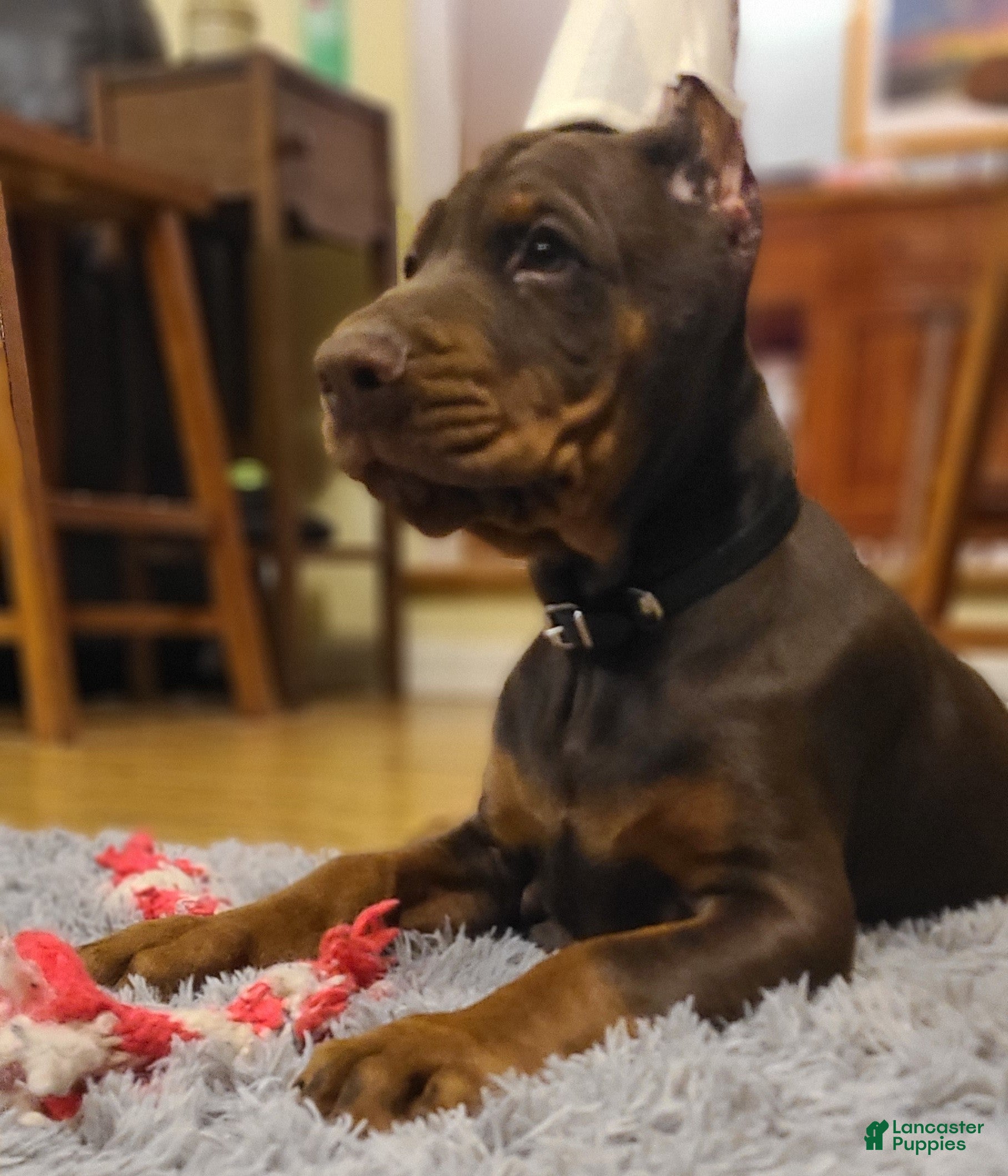 Doberman Pinscher dogs Gustav  - Ad 21