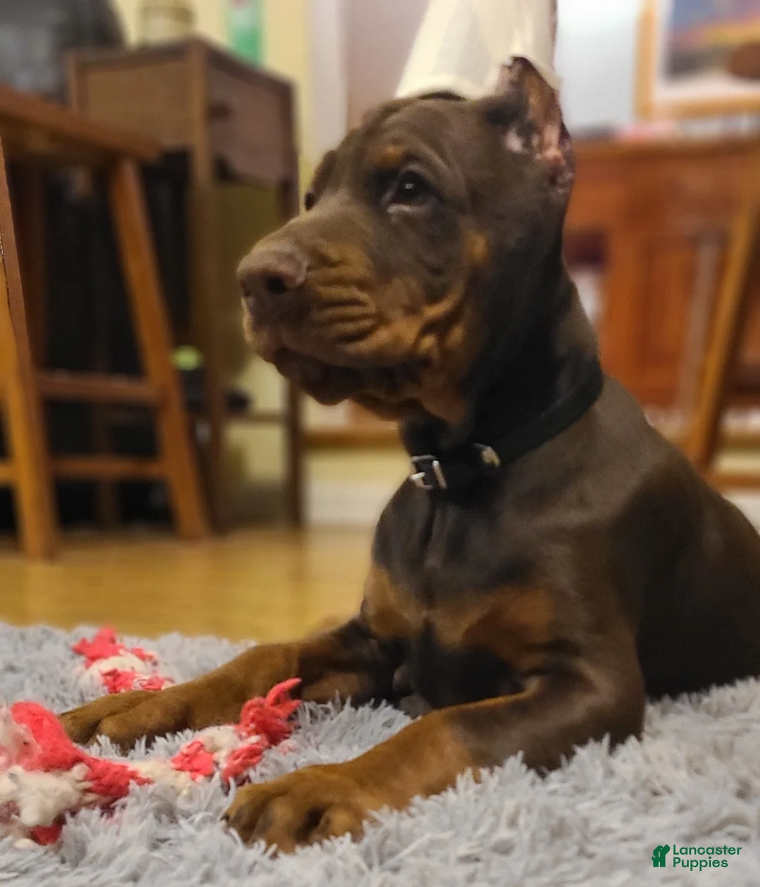 Doberman Pinscher dogs for sale: Gustav  - Ad 1