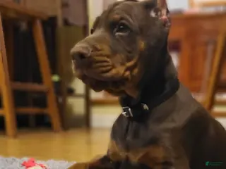 Doberman Pinscher dogs Gustav - Ad 21