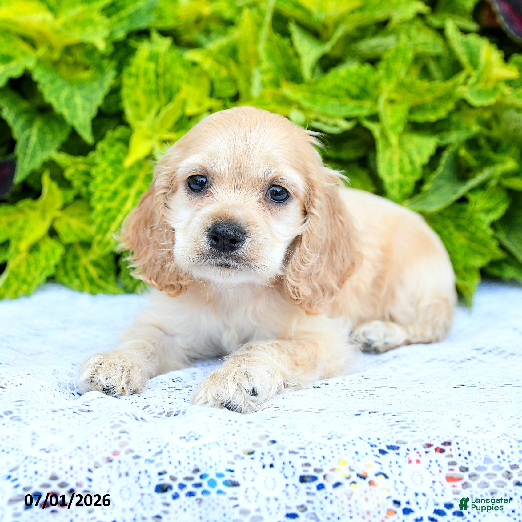 English Cocker Spaniel dogs Daphnie - Ad 1