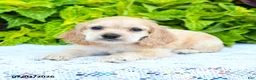 English Cocker Spaniel dogs for sale: Daphnie - Ad 1