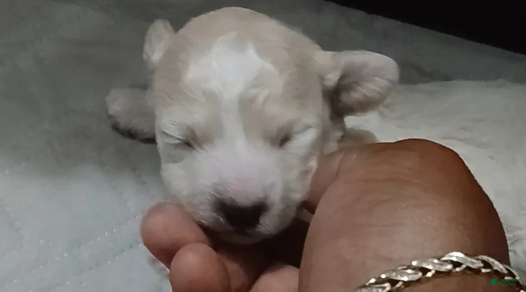 Miniature Poodle dogs for sale: Miniature Poodle 4 - Ad 1