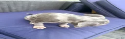 Mixed Breed dogs for sale: peppa - Ad 5