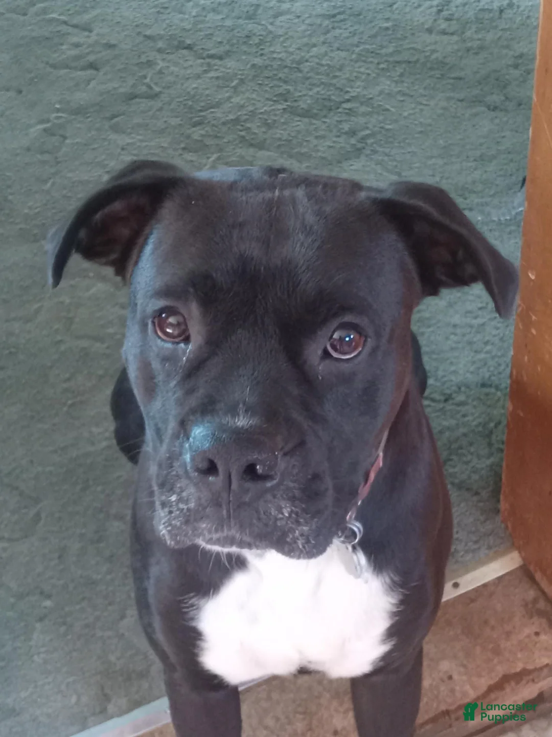 Boxer dogs for sale: Kodiak - Ad 18