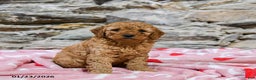 Mini Goldendoodle dogs for sale: Caramel - Ad 4