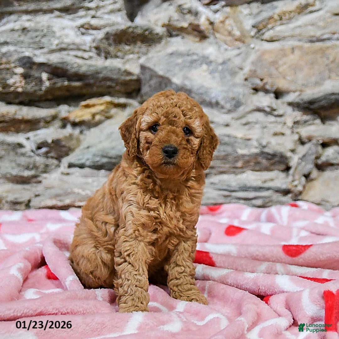 Mini Goldendoodle dogs for sale: Caramel - Ad 4