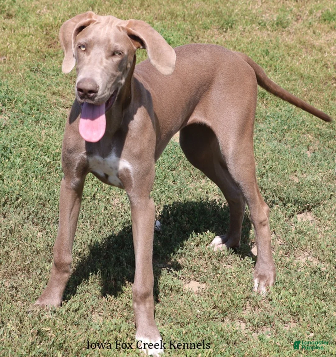 Great Dane dogs for sale: Great Dane 2 - Ad 2