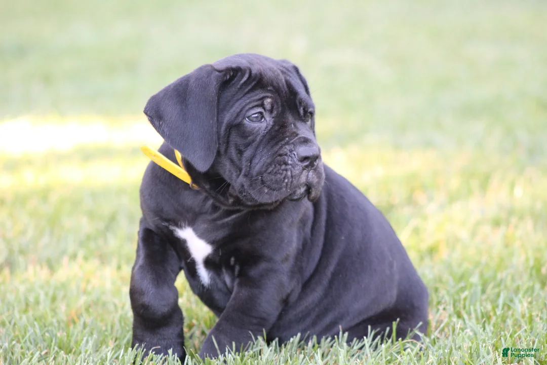Cane Corso dogs for sale: Raven - Ad 2