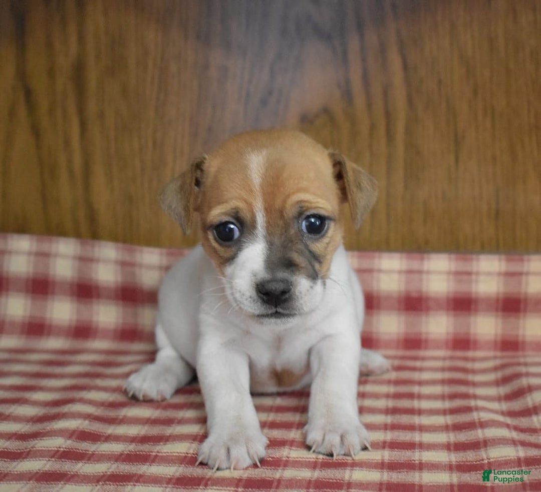 Gallery Image {{count}}