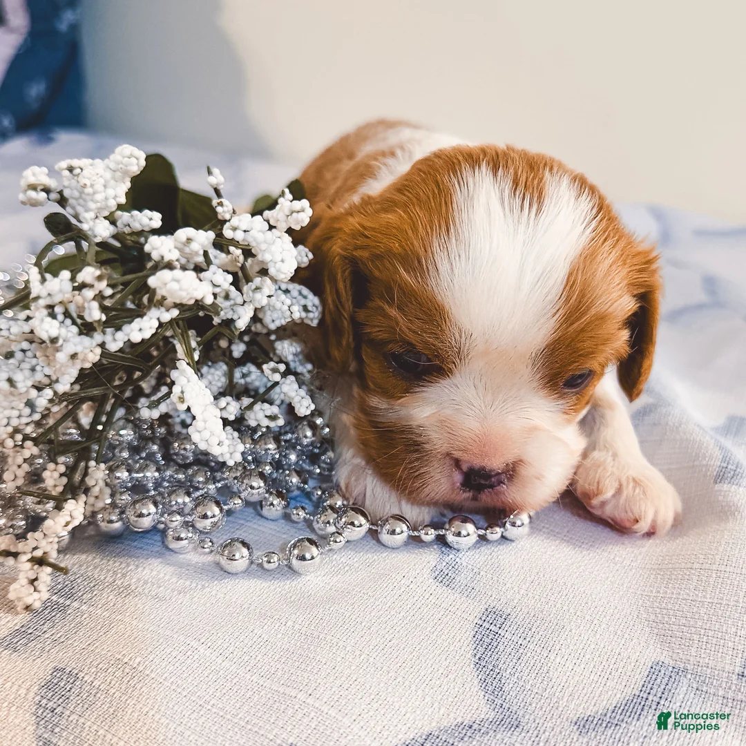Cavalier King Charles Spaniel dogs for sale: Rex Cavalier King Charles Spaniel puppy  - Ad 2