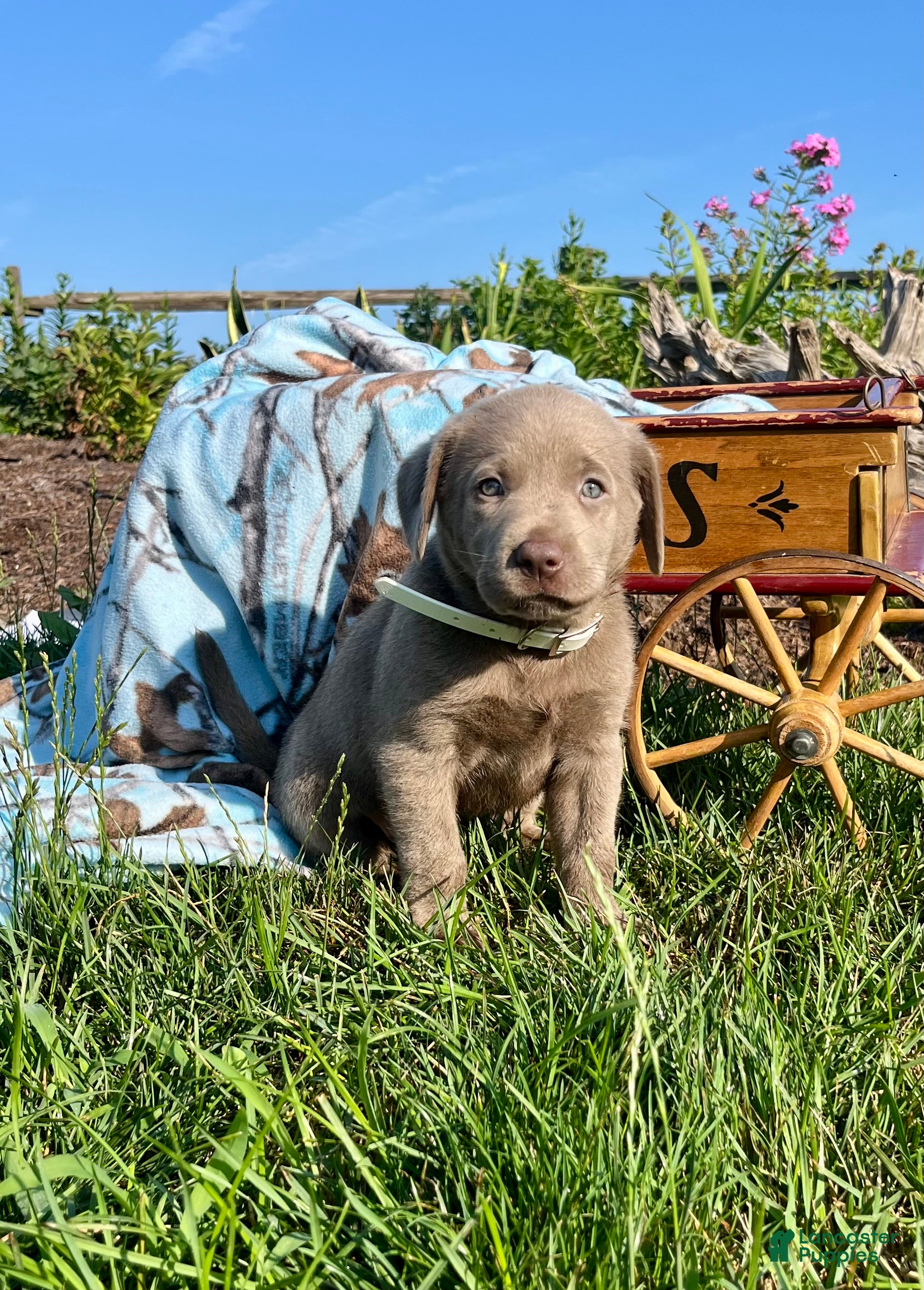 Labrador Retriever dogs Tilly❤️AKC Hip Cert white  - Ad 1