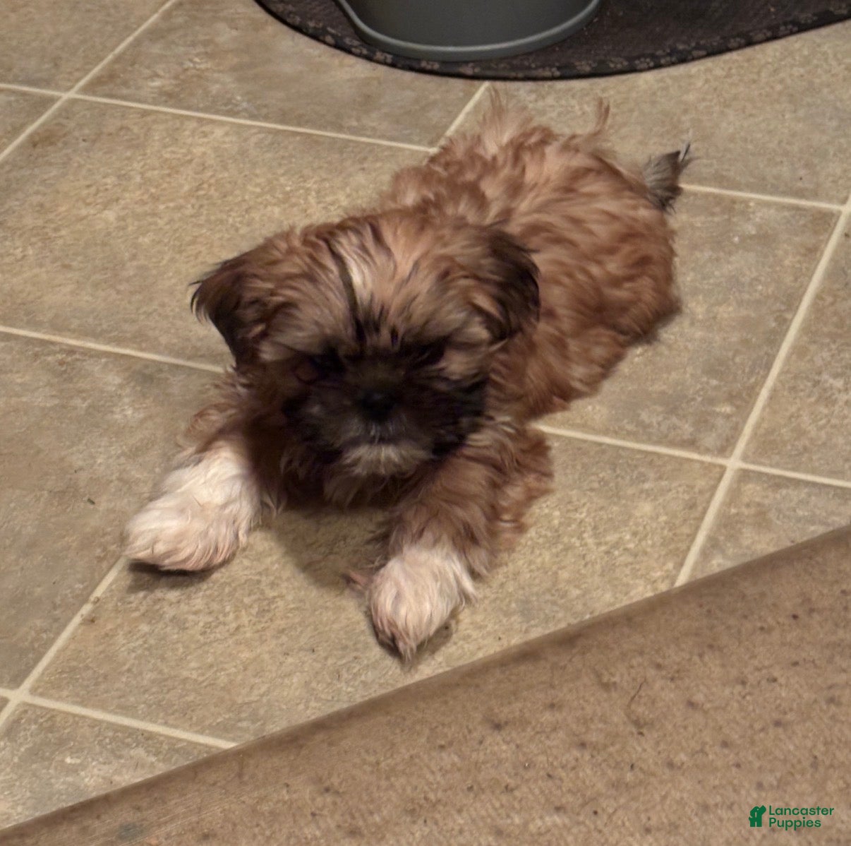 Shih Tzu dogs Winston - Ad 35