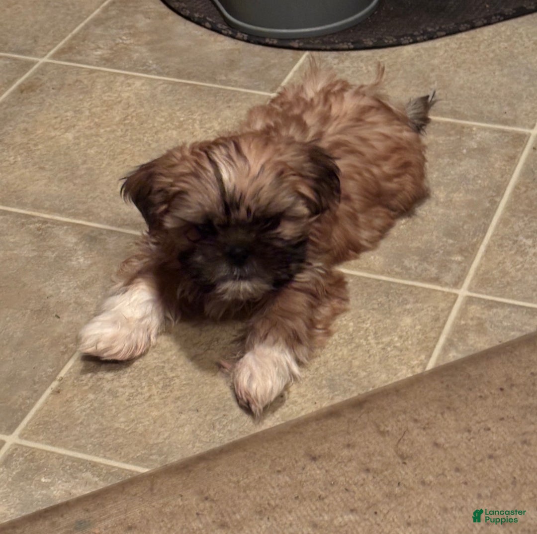 Shih Tzu dogs for sale: Winston - Ad 1