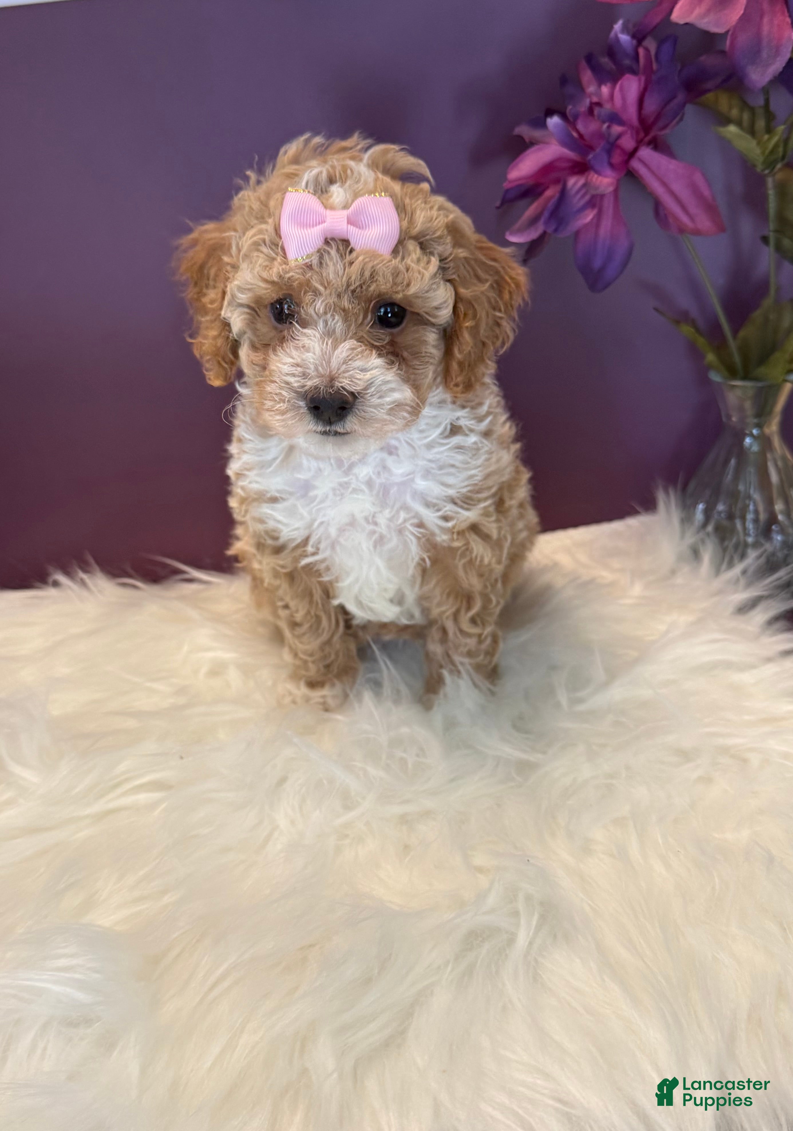 Toy Poodle dogs Oakley - Ad 2