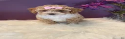 Toy Poodle dogs for sale: Oakley - Ad 2